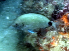 Diplodus holbrookii