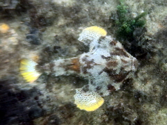 Ogcocephalus cubifrons