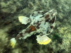 Ogcocephalus cubifrons
