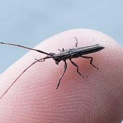 Hippopsis lemniscata