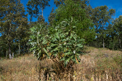Bocconia arborea