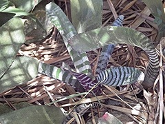Aechmea zebrina