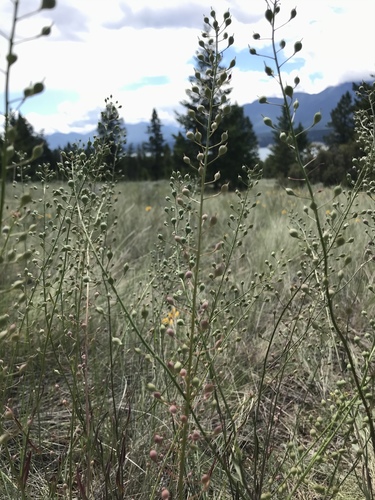 Flat-seed False-Flax