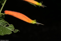 Cuphea appendiculata