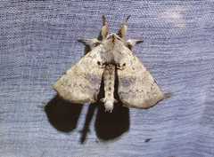 Apatelodes torrefacta