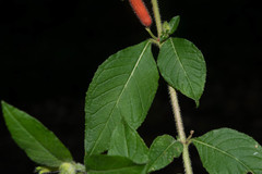 Cuphea appendiculata