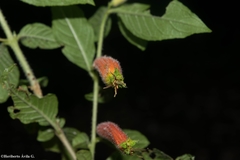 Cuphea appendiculata