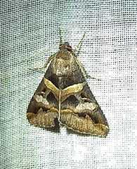 Melipotis perpendicularis