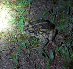 Incilius porteri