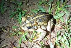 Incilius porteri