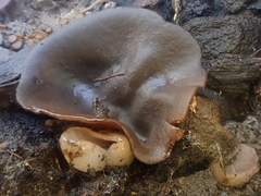 Plicaria endocarpoides