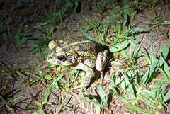 Incilius porteri
