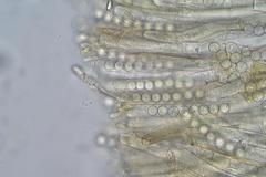 Plicaria endocarpoides