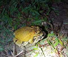 Incilius porteri