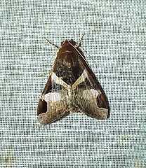 Melipotis fasciolaris