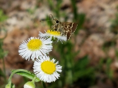 Amblyscirtes aesculapius