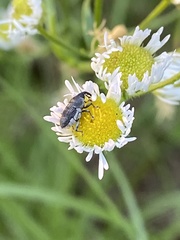 Odontocorynus salebrosus