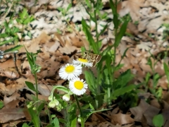 Amblyscirtes aesculapius