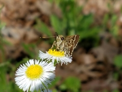 Amblyscirtes aesculapius