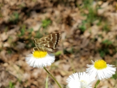 Amblyscirtes aesculapius