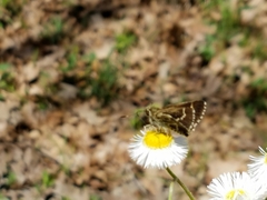 Amblyscirtes aesculapius