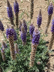 Lupinus lepidus confertus