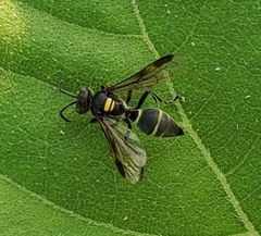 Hoplisoides semipunctatus