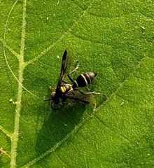 Hoplisoides semipunctatus