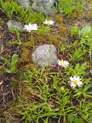 Erigeron glacialis glacialis