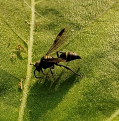 Hoplisoides semipunctatus