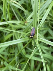 Hemithyrsocera palliata