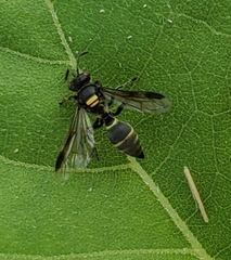 Hoplisoides semipunctatus