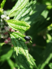 Sehirus cinctus cinctus