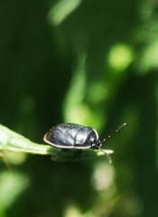 Sehirus cinctus cinctus