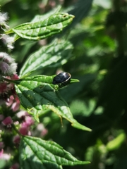 Sehirus cinctus cinctus