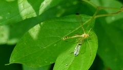 Hylobittacus apicalis