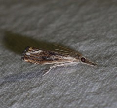 Catoptria verellus