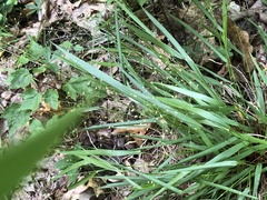 Dichanthelium bicknellii