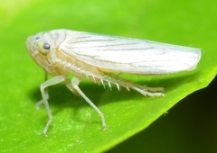 Plesiommata