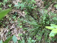 Dichanthelium bicknellii