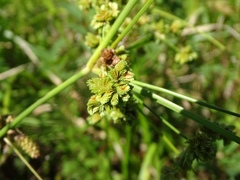 Cyperus pseudovegetus