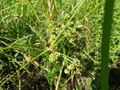 Cyperus pseudovegetus