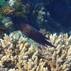 Chrysiptera notialis