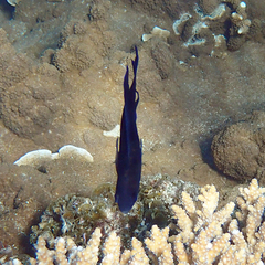 Chrysiptera notialis