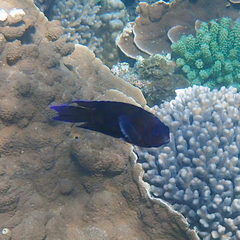 Chrysiptera notialis