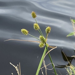 Cyperus ovatus