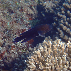 Chrysiptera notialis