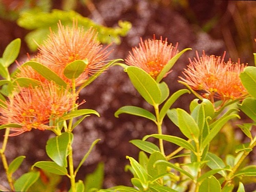 Metrosideros vitiensis observed 2021-06-24