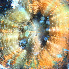 Homophyllia australis