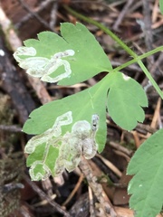 Phytomyza spondylii group